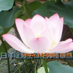 河北荷花苗優(yōu)惠出售——品質優(yōu)良，價格親民