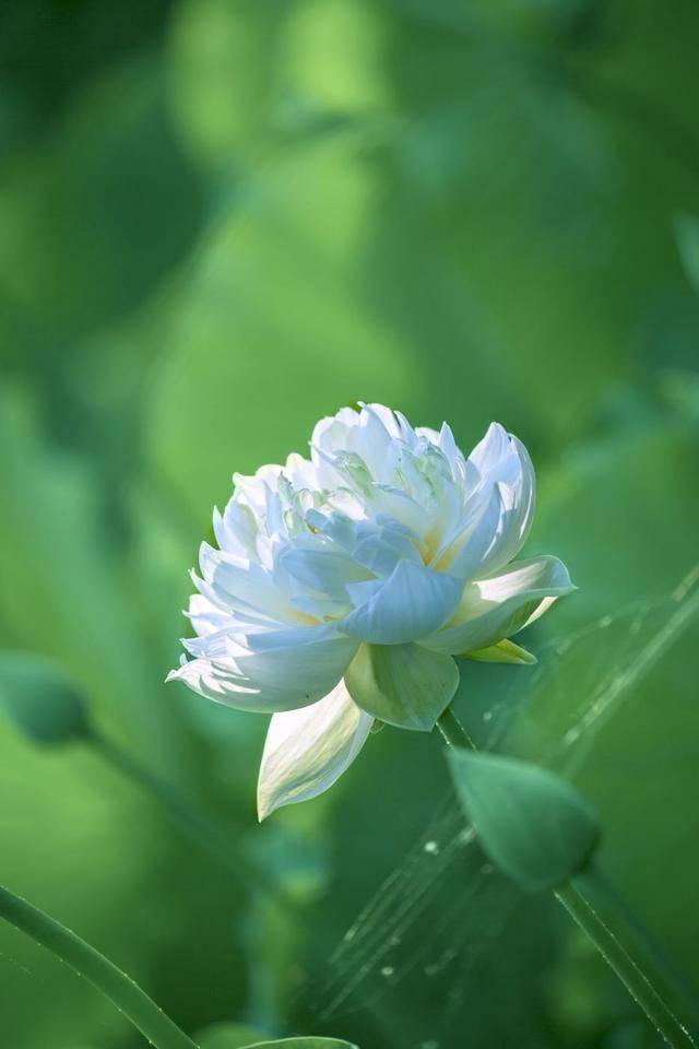 荷韻蔬香，雨中尋幽 花卉攝影與蔬菜美學的清涼對話