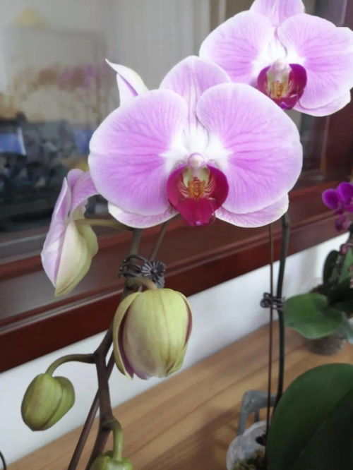 和潤(rùn)農(nóng)業(yè) 精品花卉與蔬菜火熱上市，點(diǎn)亮您的生活與餐桌